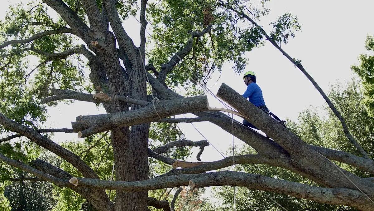 Professional Crown Thinning performed by certified arborists in Mooresburg