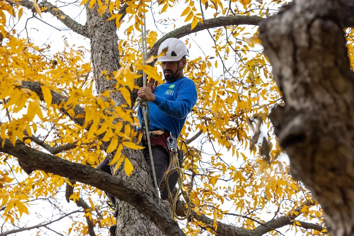 Skilled Tree Transplanting crew working in Mooresburg