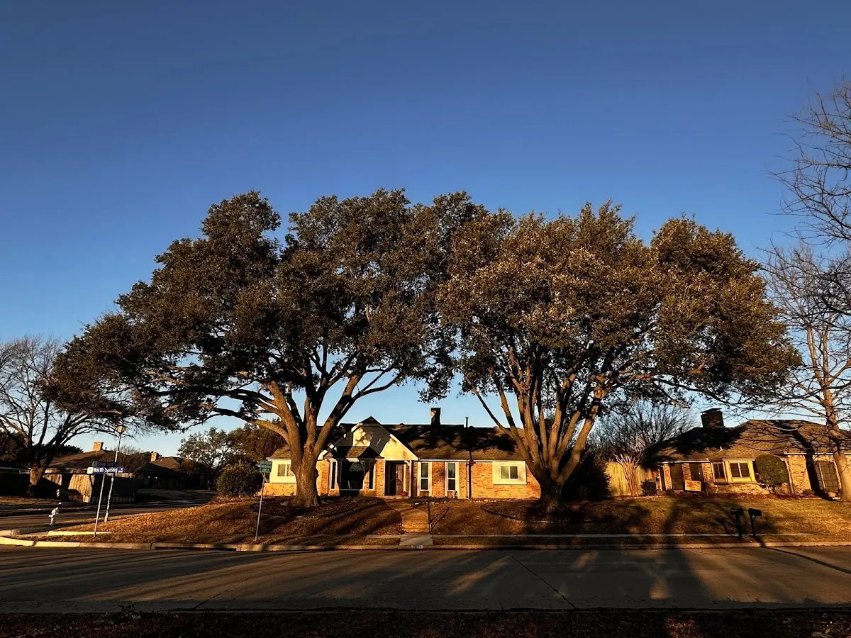 Established residential canopy tree shading a home in Mooresburg